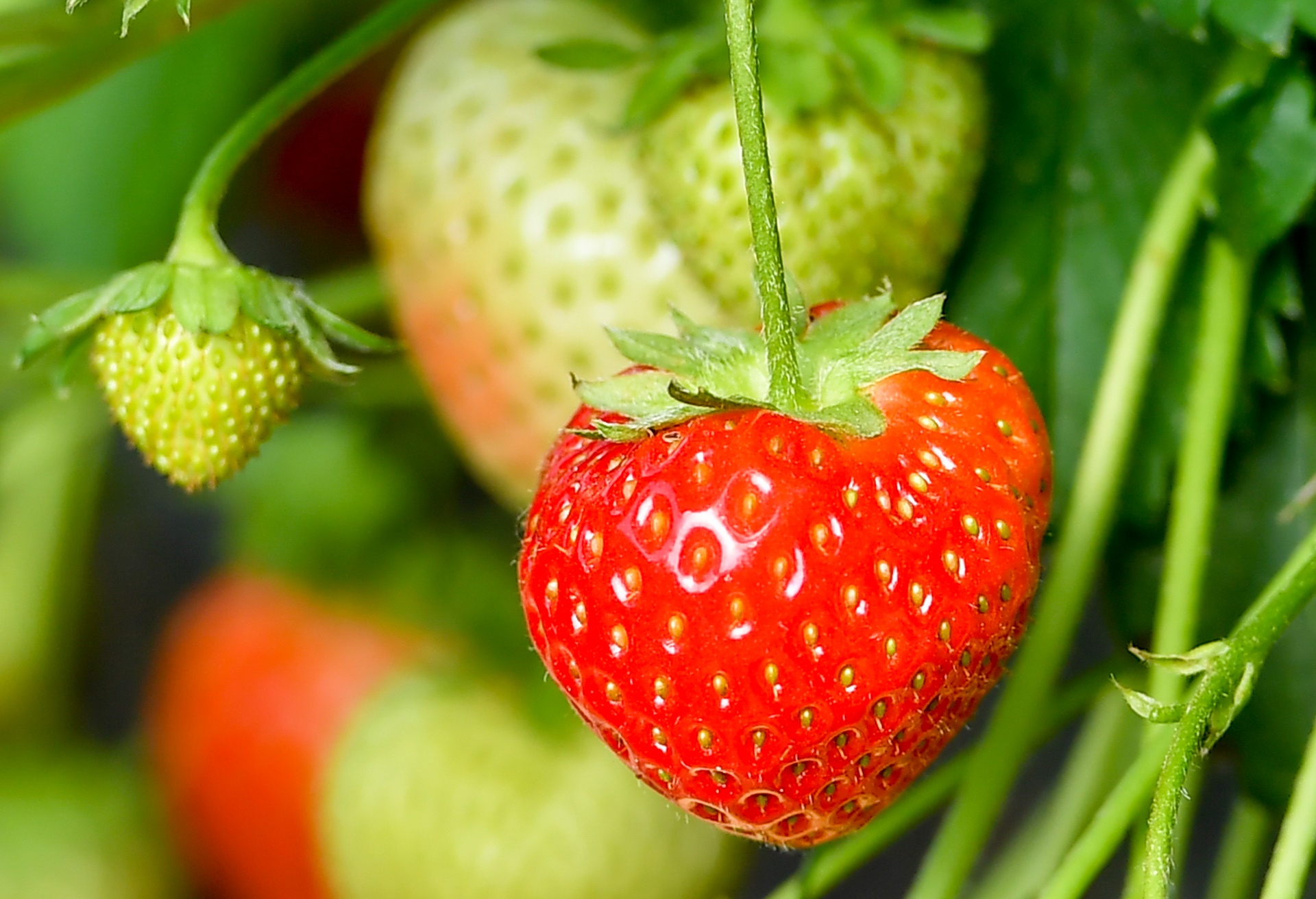 Erdbeeren Aichinger - Familie Aichinger 
